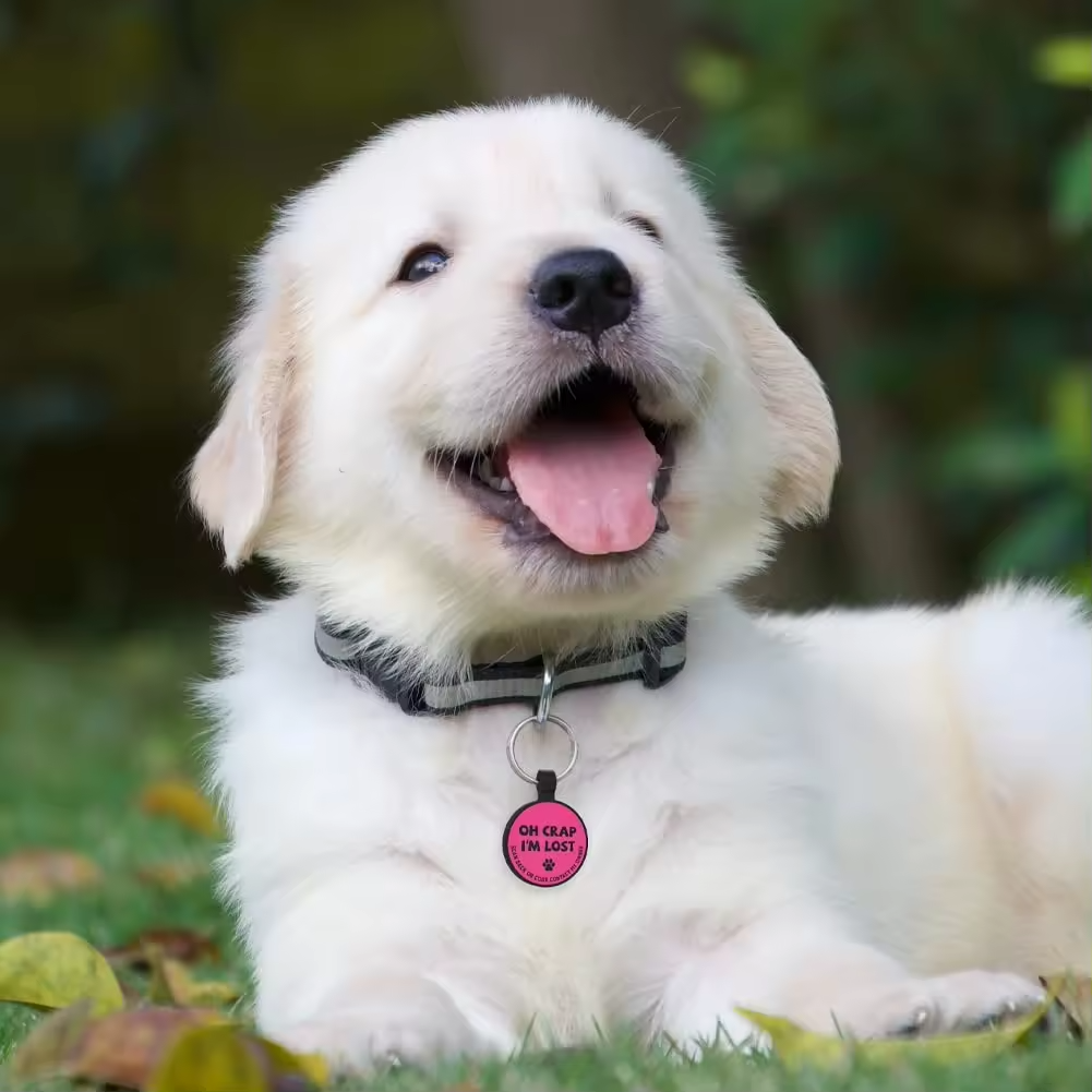 pet ID tag